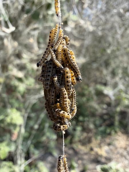 A fascinating cluster of yellow and black spotted caterpillars hangs from a silk thread, with more individual caterpillars visible above and below the main group